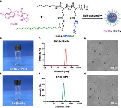 Ultrasound-triggered with ROS-responsive SN38 nanoparticle for enhanced combination cancer immunotherapy